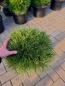 Preview: Pinus nigra Pierrick Bregeon® ⌀35-40cm - Kugelkiefer.