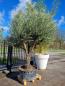 Preview: Naturgewachsener Olivenbaum XXL - Plantaplaza