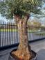 Preview: ↑ Sie erhalten genau diesen ↑ - Olivenbaum Bonsai 320cm Nr.124