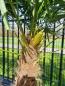 Mobile Preview: ↑ Sie erhalten genau diesen ↑ Trachycarpus Fortunei 220cm - Palmengruppe Nr.6-23