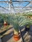 Preview: ↑ Sie erhalten genau diesen ↑ Yucca Rostrata 140cm Nr.53-23