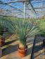 Preview: Yucca Rostrata 140cm Nr.53-23