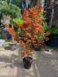 Preview: Roter Fächerahorn 120/130cm Acer skeeter´s ´Broom´.