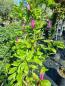 Mobile Preview: Magnolie 'Susan'  140cm - Tulpen-Magnolie zweistämmig