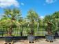 Preview: Zwergpalme-chamaerops-humilis Preview: Zwergpalme-chamaerops-humilis