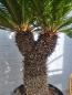 Mobile Preview: Cycas Revoluta verzweigt 180cm - XXL Palmfarn - Japanische Sagopalme