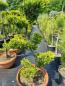 Preview: Gartenbonsai Goldzypresse S form - Plateau´