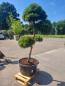 Preview: ↑ Sie erhalten genau diesen Gartenbonsai ↑ Pinus nigra Bregeon Bonsai Nr.P2 Preview: ↑ Sie erhalten genau diesen Gartenbonsai ↑ Pinus nigra Bregeon Bonsai Nr.P2