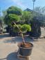 Mobile Preview: Gartenbonsai-Pinus-nigra-Bregeon-P2