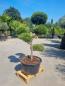 Mobile Preview: Gartenbonsai-Pinus-nigra-Bregeon-P3