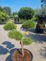 Mobile Preview: ↑ Sie erhalten genau diesen Gartenbonsai ↑ Pinus nigra Bregeon Bonsai Nr.P3
