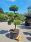 Mobile Preview: Gartenbonsai-Pinus-nigra-Bregeon-P4