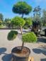 Mobile Preview: ↑ Sie erhalten genau diesen Gartenbonsai ↑ Pinus nigra Bregeon Bonsai Nr.P4