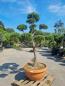Preview: Gartenbonsai-Pinus-sylvestris-P7