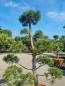 Mobile Preview: ↑ Sie erhalten genau diesen Gartenbonsai ↑ Pinus sylvestris Bonsai Nr.P8