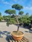 Mobile Preview: Gartenbonsai-Pinus-sylvestris-P10