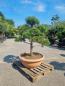 Preview: Gartenbonsai-Pinus-sylvestris-P11
