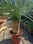 Preview: Yucca Rostrata 125cm - 45cm Stamm - genau diesen Nr.117