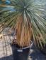 Mobile Preview: Yucca Rostrata 155cm - 70cm Stamm - genau diesen Nr.24
