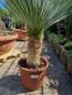 Preview: Yucca Rostrata 120cm - 45cm Stamm - genau diesen Nr.70