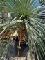 Mobile Preview: Yucca Rostrata 160cm - 60cm Stamm - genau diesen Nr.128