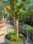 Mobile Preview: Granatapfel Baum 150cm ´Punica granatum´ Nr.2