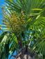 Preview: ↑ Sie erhalten genau diesen ↑ Trachycarpus Fortunei 370cm / 250cm Stamm.