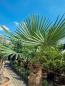 Preview: ↑ Sie erhalten genau diese winterharte Palme ↑ Trachycarpus Fortunei 230cm Nr.33