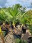 Preview: Washingtonia-filifera-7 Preview: Washingtonia-filifera-7
