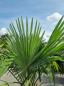 Preview: ↑ Sie erhalten genau diese winterharte Palme ↑ Trachycarpus Fortunei 240cm Nr.42