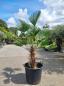 Mobile Preview: Hanfpalme-Trachycarpus-Wagnerianus-44