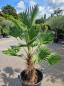 Mobile Preview: ↑ Sie erhalten genau diese Wagnerianus Hanfpalme ↑ Trachycarpus Wagnerianus Nr.44-23