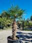 Mobile Preview: ↑ Sie erhalten genau diese winterharte Palme ↑ Trachycarpus Fortunei 260cm Nr.45wg