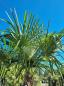 Mobile Preview: ↑ Sie erhalten genau diese winterharte Palme ↑ Trachycarpus Fortunei 260cm Nr.45wg