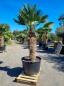 Preview: Hanfpalme-Trachycarpus-Wagnerianus-38wg