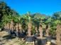Preview: Palmen kaufen - Plantaplaza