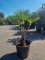 Mobile Preview: Hanfpalme-Trachycarpus-Wagnerianus-48