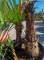 Preview: ↑ Sie erhalten genau diese winterharte Palme ↑ Trachycarpus Fortunei 160cm - 3 stämmige Palme