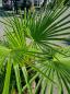 Preview: ↑ Sie erhalten genau diese winterharte Palme ↑ Trachycarpus Fortunei 160cm - 3 stämmige Palme