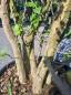 Mobile Preview: Korkbaum Quercus suber 210cm ( genau diese Korkeiche ) Nr. 25