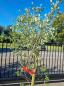 Preview: Korkbaum Quercus suber 250cm ( genau diese Korkeiche ) Nr. 24