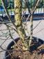 Preview: Korkbaum Quercus suber 250cm ( genau diese Korkeiche ) Nr. 24