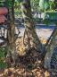 Preview: Korkbaum Quercus suber als Gartenbonsai 215cm ( genau diese Korkeiche ) Nr. 20