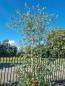Preview: Korkbaum Quercus suber 290cm ( genau diese Korkeiche ) Nr. 43