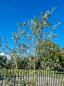 Preview: Korkbaum Quercus suber 300cm ( genau diese Korkeiche ) Nr. 42