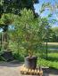 Preview: Pinus-Pinea-Nr300 Preview: Pinus-Pinea-Nr300