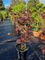 Mobile Preview: Roter Fächerahorn Acer Palmatum Bloodgood 4