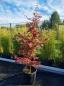 Preview: Roter-Faecherahorn-Acer-Palmatum-Bloodgood-Nr-6 Preview: Roter-Faecherahorn-Acer-Palmatum-Bloodgood-Nr-6