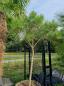 Preview: Pinus Pinea 300cm (genau diesen im Bild) Mittelmeer - Schirmpinie Nr.300 Preview: Pinus Pinea 300cm (genau diesen im Bild) Mittelmeer - Schirmpinie Nr.300
