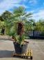 Preview: Chamaerops-Cerifera-8 Preview: Chamaerops-Cerifera-8